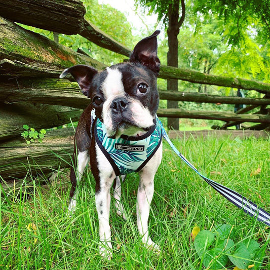 KFX-6837821 Small Dog Adjustable Polyester Chest Strap Harness for Comfortable Walking