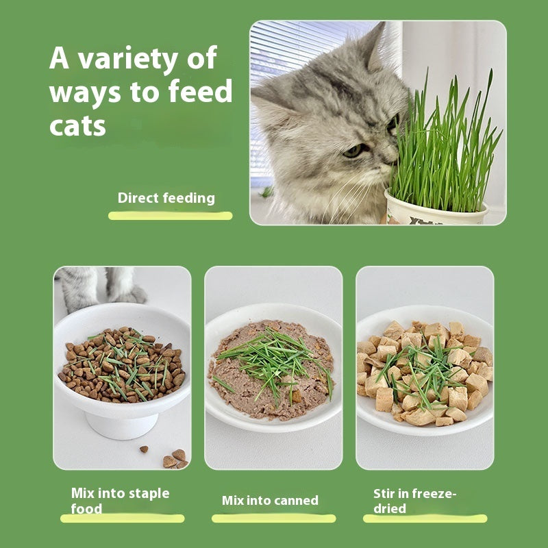 KFX-6843837 Hydroponic Cat Grass Instant Noodles - Digestive Snack with Plant Fiber and Vitamins