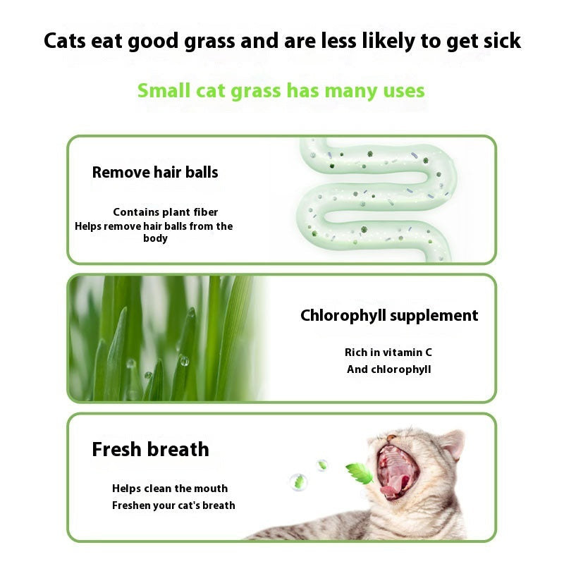 KFX-6843837 Hydroponic Cat Grass Instant Noodles - Digestive Snack with Plant Fiber and Vitamins
