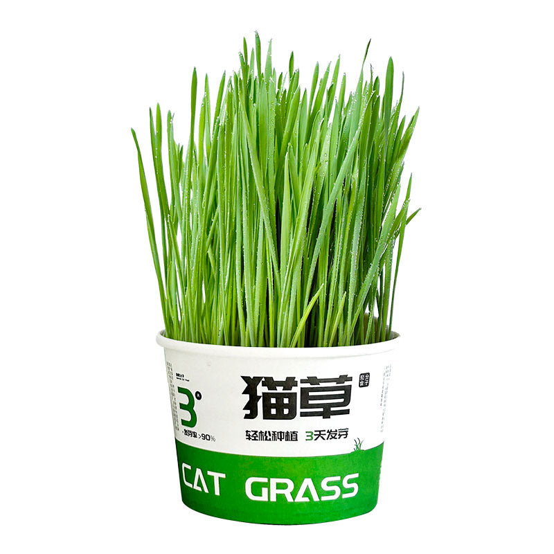 KFX-6843837 Hydroponic Cat Grass Instant Noodles - Digestive Snack with Plant Fiber and Vitamins