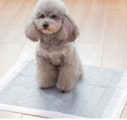 KFX-6866877 Pet Diapers - Non-Woven Material in Various Sizes (S, M, L, XL)