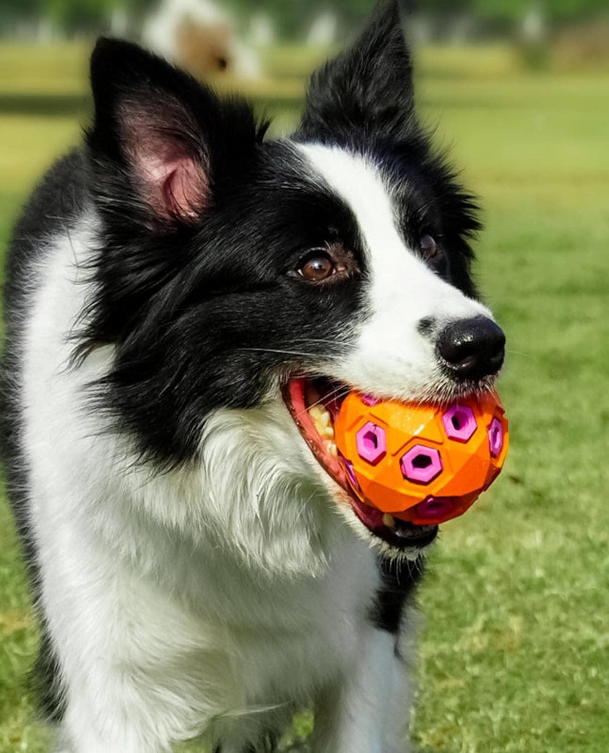 KFX-6970557 Durable Molar Dog Toy with Sound for Large Breeds - Eco-Friendly Rubber Chew Toy