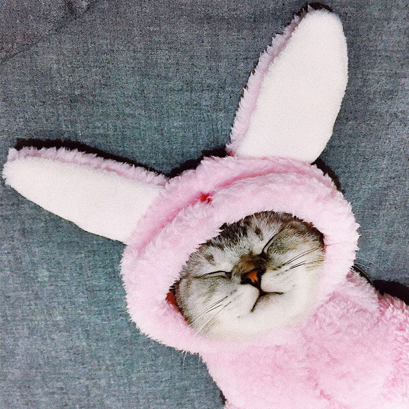 KFX-7044541 Adorable Cotton Cat Clothes for Kittens – Cute Pink Rabbit, Brown Bear, Tsundere Mini, Angel Wings Styles