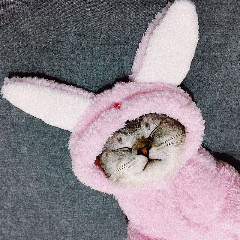 KFX-7044541 Adorable Cotton Cat Clothes for Kittens – Cute Pink Rabbit, Brown Bear, Tsundere Mini, Angel Wings Styles