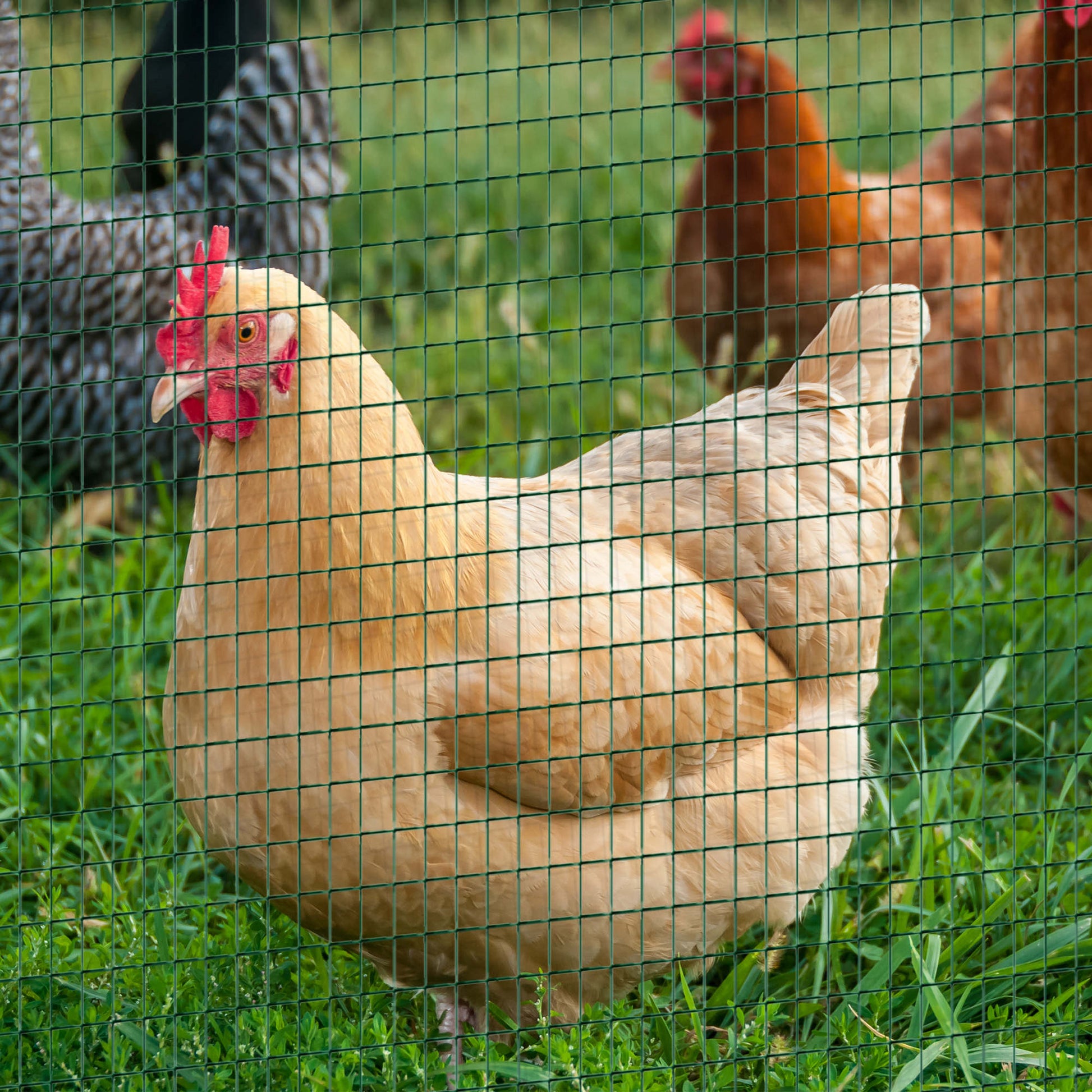KFX-7109565 PVC Coated Steel Wire Mesh Fencing for Poultry, Gardens, and Small Animals - 98 ft x 35.5 in