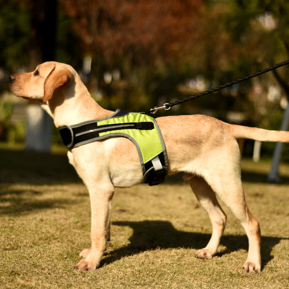 KFX-7251773 Luminous LED Pet Chest Strap - Lake Blue and Fluorescent Green Options Available