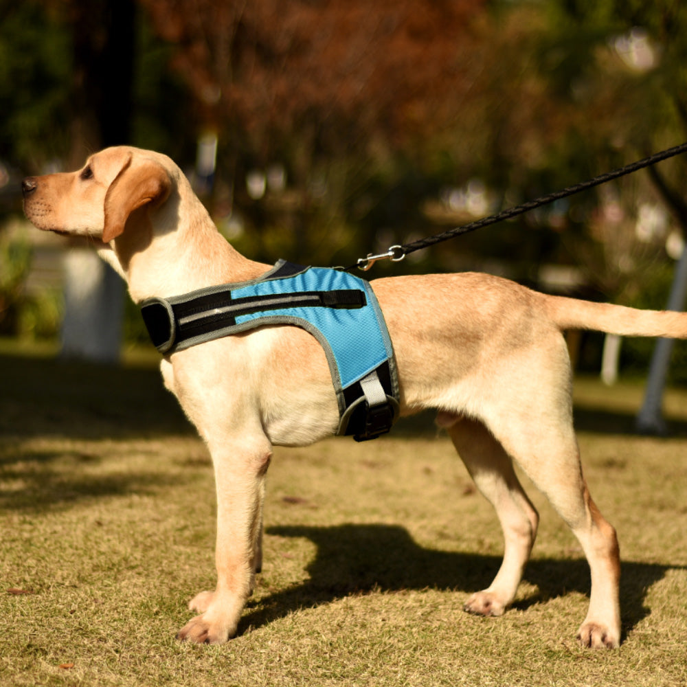 KFX-7251773 Luminous LED Pet Chest Strap - Lake Blue and Fluorescent Green Options Available