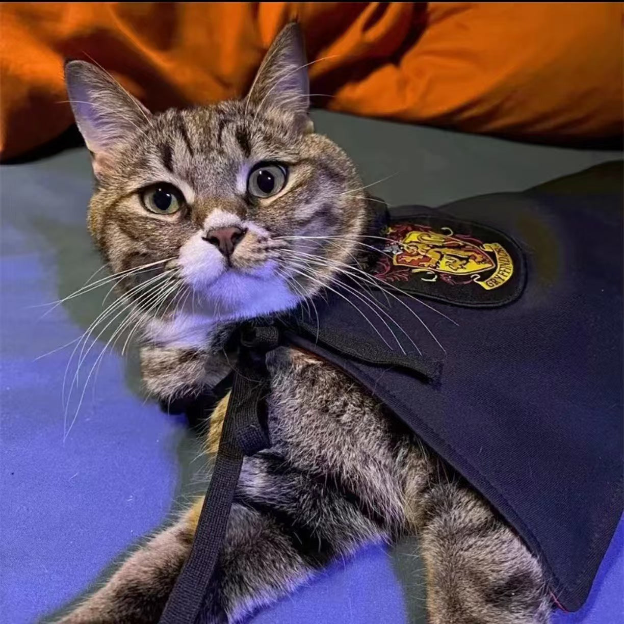 KFX-7268541 Magical Pet Cloak and Accessories Set for Cats and Dogs in Various Colors