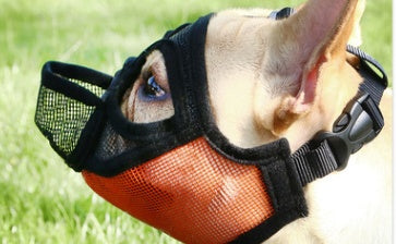 KFX-7284925 Anti-Eating and Drinking Water Training Tool for Dogs, Available in Multiple Sizes and Colors