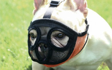 KFX-7284925 Anti-Eating and Drinking Water Training Tool for Dogs, Available in Multiple Sizes and Colors