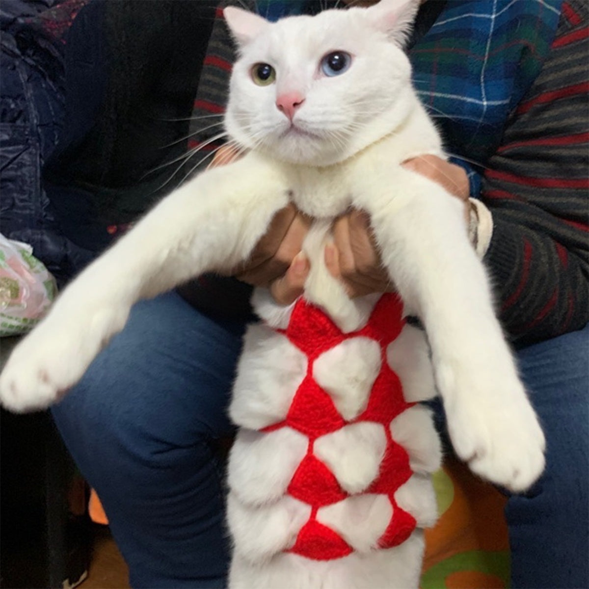 KFX-7294269 Funny Cat Cosplay Bikini Outfit for Spring/Summer Festivals and Halloween Pet Parties