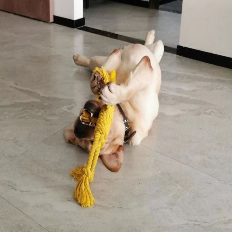 KFX-7322429 Durable Cotton Rope Dog Chew Toy for Molar Health - 14CM Ring Diameter, 50CM Length