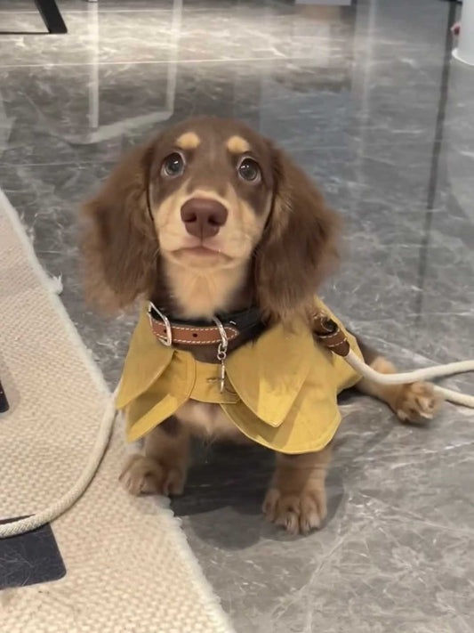 KFX-7340861 British Style Windbreaker Shawl for Small Dogs in Cheese Yellow - Casual Fit, Various Sizes Available