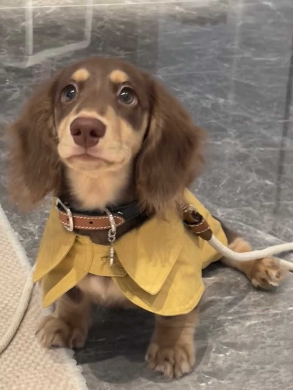 KFX-7340861 British Style Windbreaker Shawl for Small Dogs in Cheese Yellow - Casual Fit, Various Sizes Available