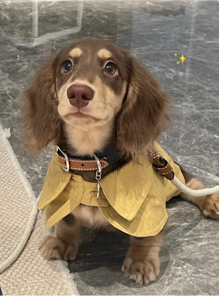KFX-7340861 British Style Windbreaker Shawl for Small Dogs in Cheese Yellow - Casual Fit, Various Sizes Available