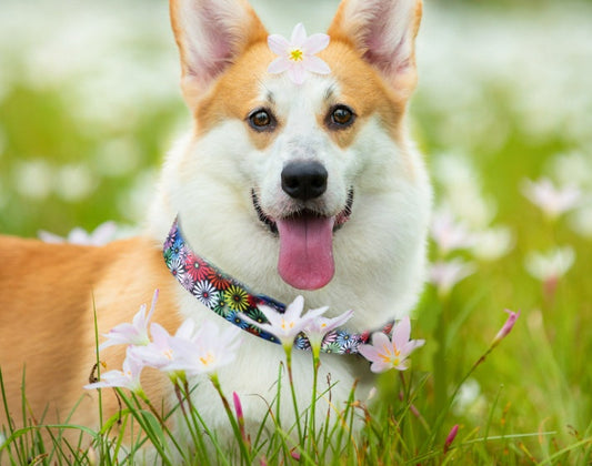 KFX-7343037 Adjustable Nylon Pet Collar with Digital Printing Design