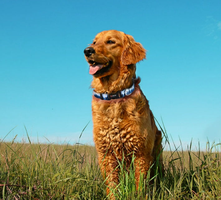 KFX-7343037 Adjustable Nylon Pet Collar with Digital Printing Design