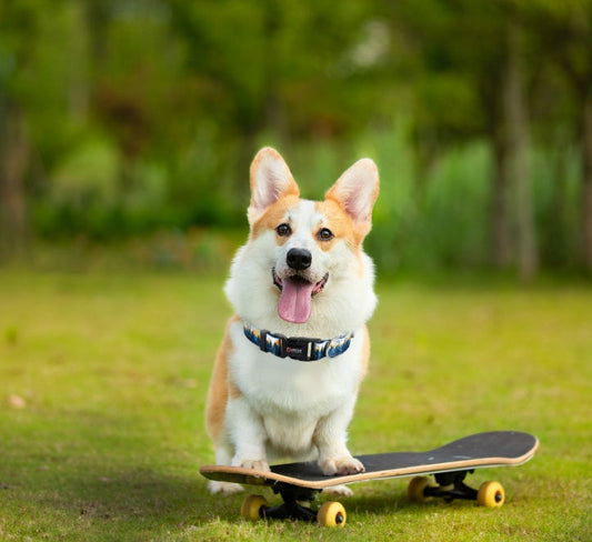 KFX-7343037 Adjustable Nylon Pet Collar with Digital Printing Design