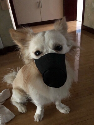 KFX-7448765 Pet Mouth Cover in Comfortable Cloth Design