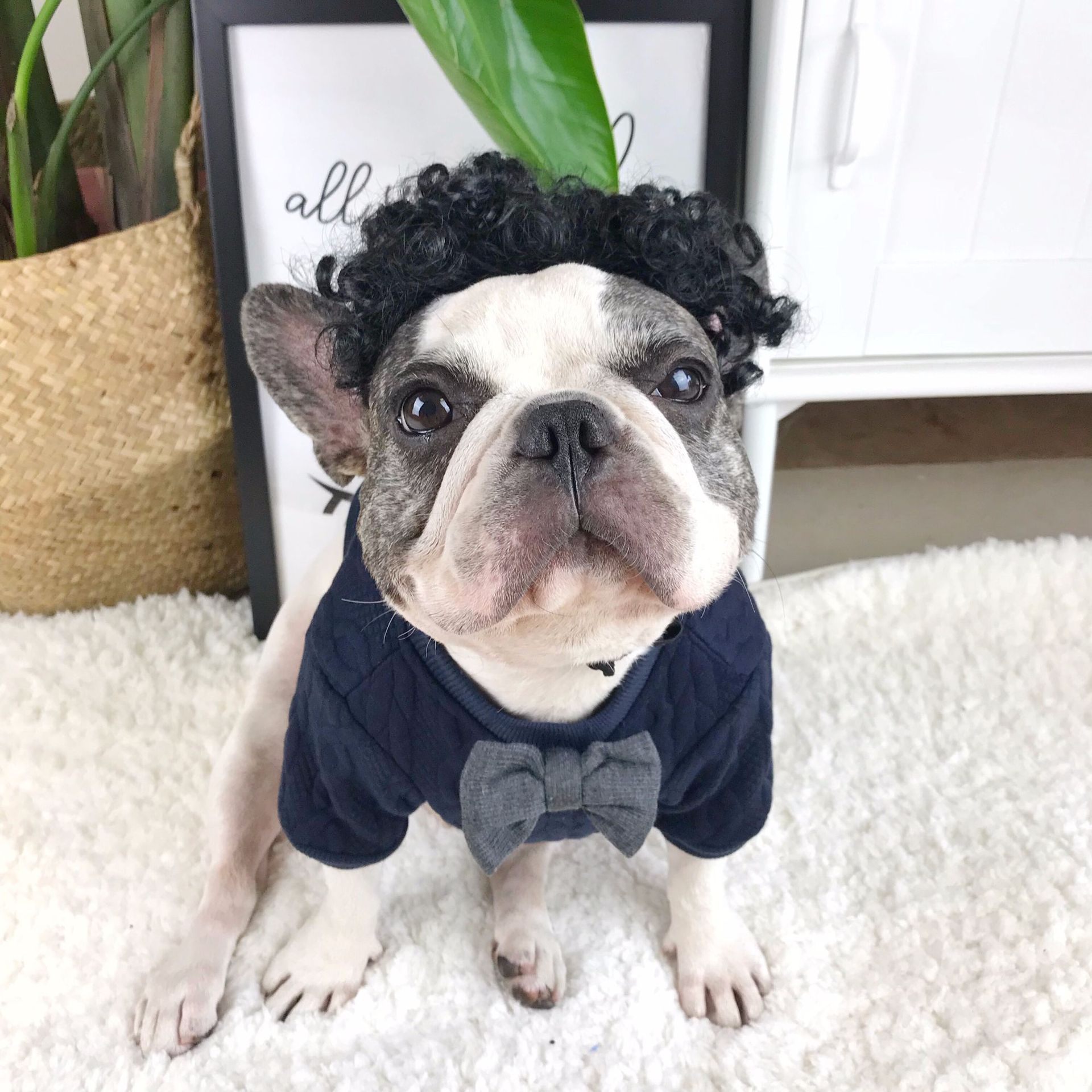 KFX-7616701 Stylish Blue Wool Dog Sweater - England Style, Size M, Comfortable & Versatile