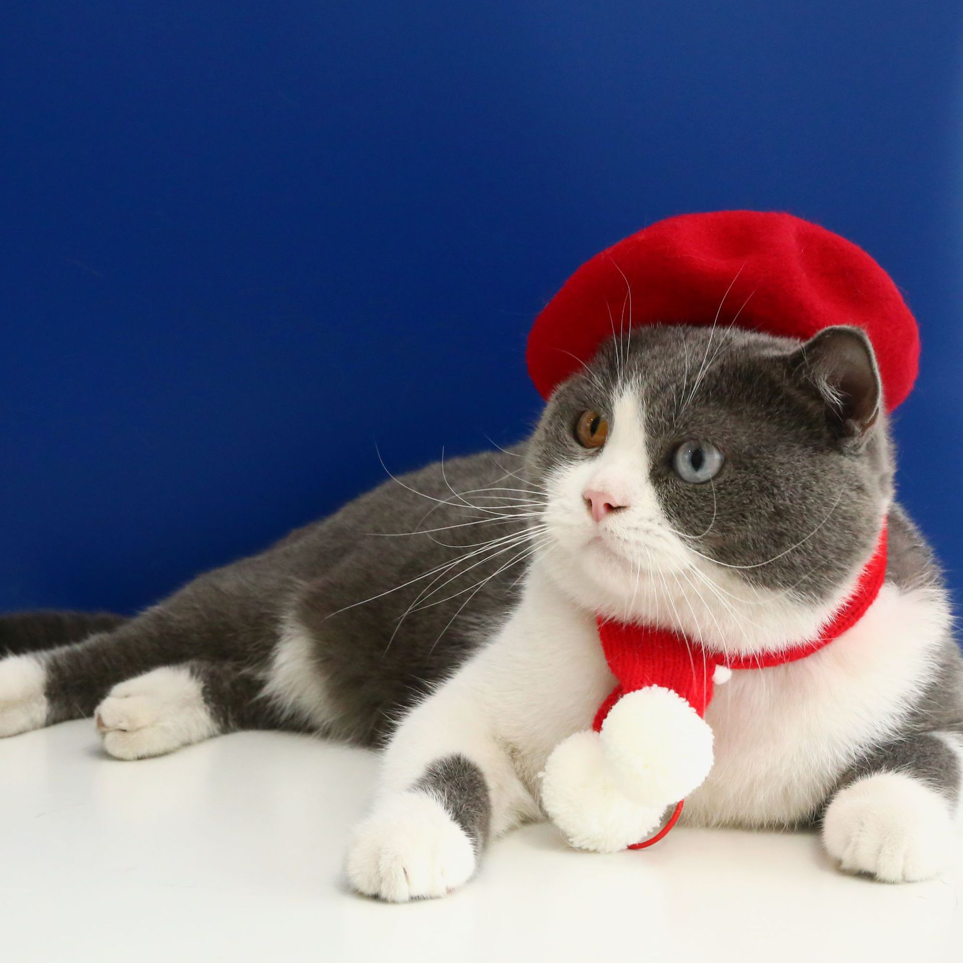 KFX-7796029 Pet Cat and Dog Accessory Set - Monochrome Cashmere Necklet with Wool Caps and Bow Collar