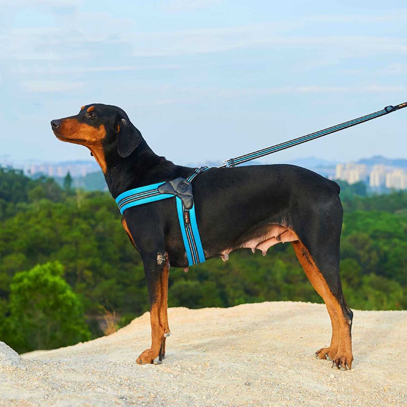 KFX-7826621 Breathable Herringbone Pet Chest Harness and Traction Rope Set, Reflective Design, Comfortable Fit for Dogs