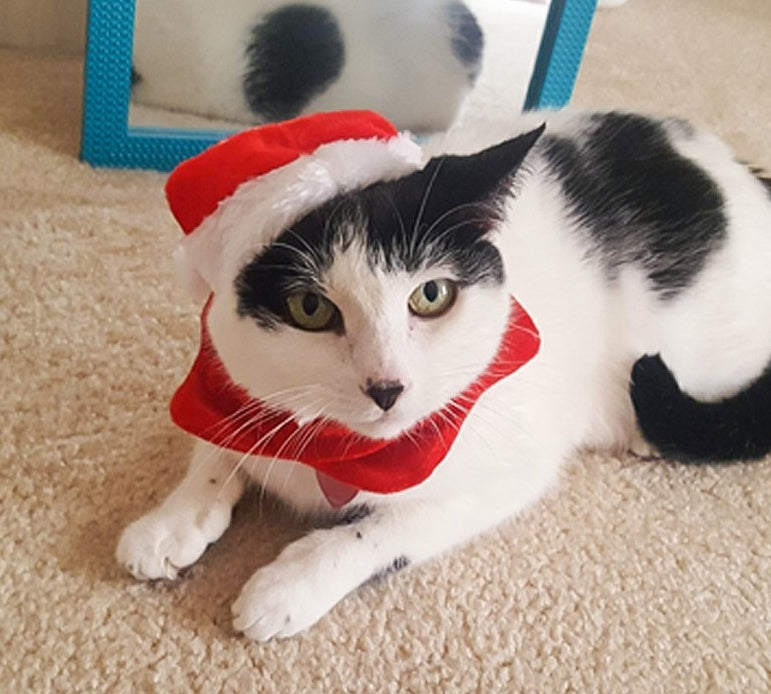 KFX-7839933 Christmas Hat and Scarf Set for Cats and Dogs - Red Short Plush, One Size