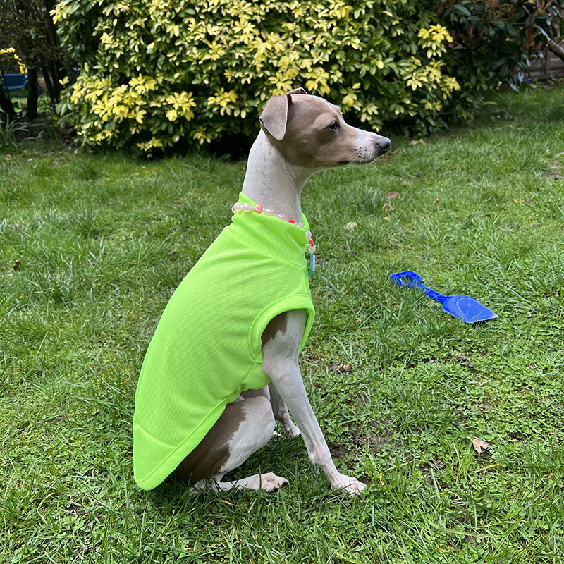 KFX-7904445 Breathable Anti Mosquito Vest for Pets - Fluorescent Green & Orange