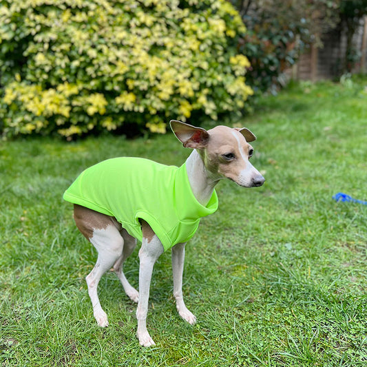 KFX-7904445 Breathable Anti Mosquito Vest for Pets - Fluorescent Green & Orange