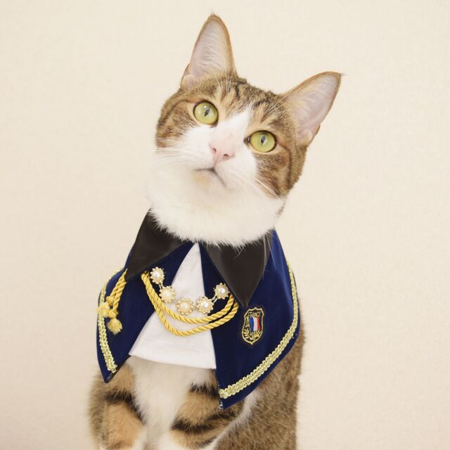 KFX-7929277 Handsome and Funny Cat Bib in Zombie and Duke Suit Designs - Polyester Material, Sizes S and L