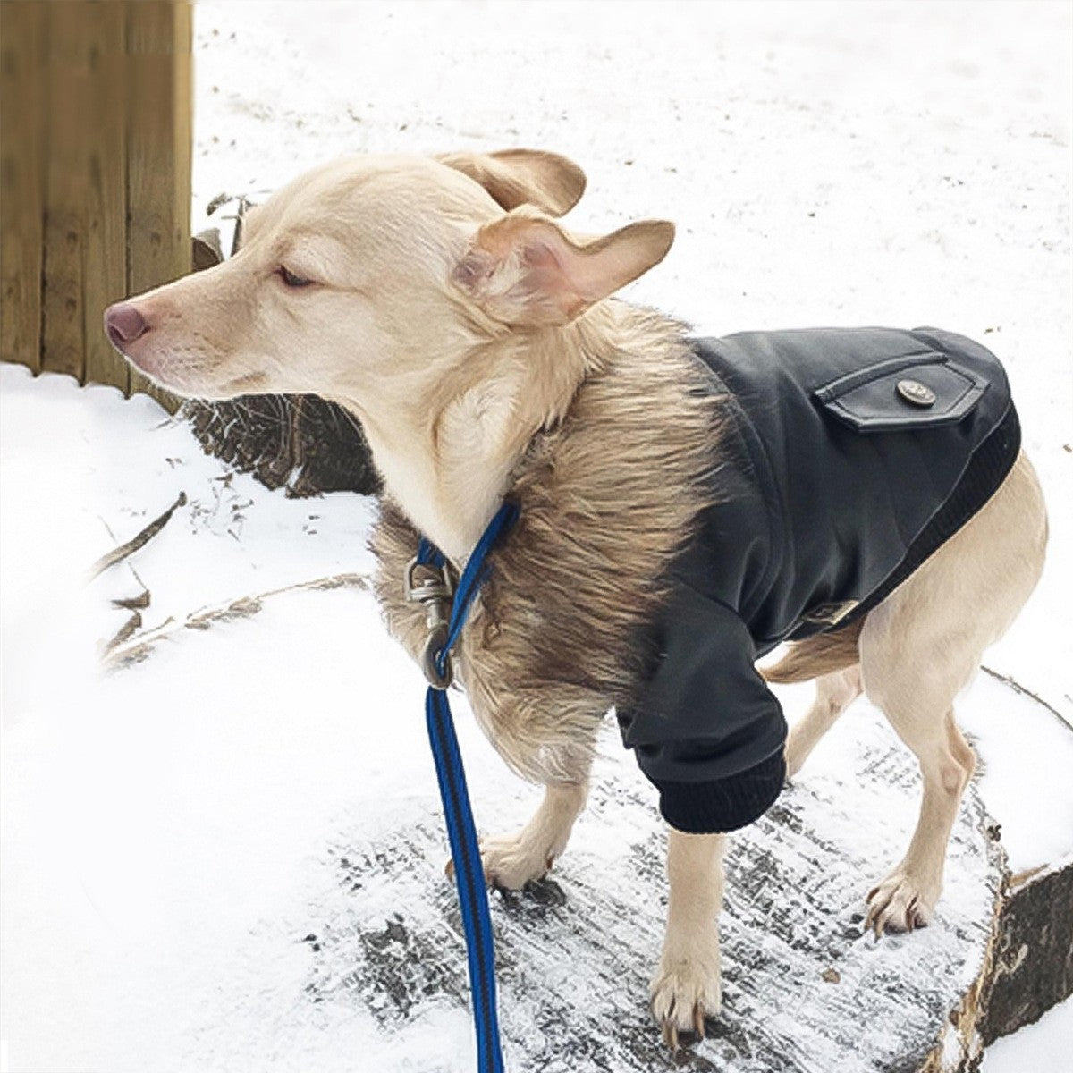 KFX-8017341 Stylish Leather Dog Coat with Fur Collar for Autumn & Winter in Black and Wine Red