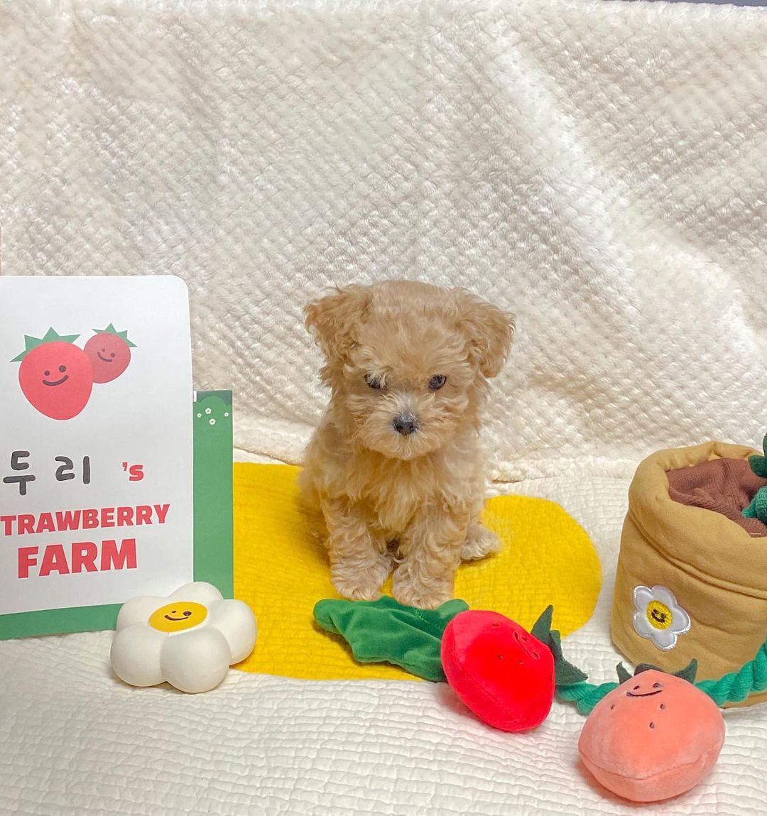 KFX-8039741 Strawberry Potted Plant Plush Toy with Hidden Treats for Pets