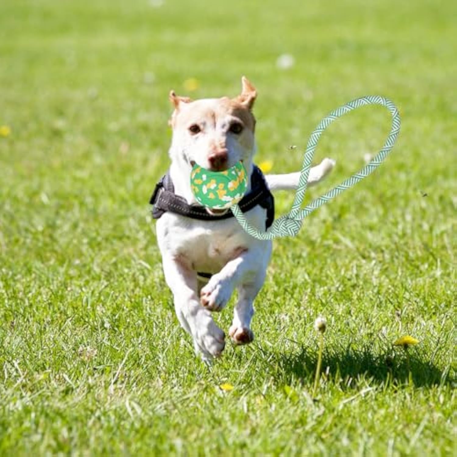 KFX-8048829 Interactive Dog Toy: Solid Rubber Ball on Rope for Training, Fetching, Tug of War - Ideal for Medium and Small Dogs