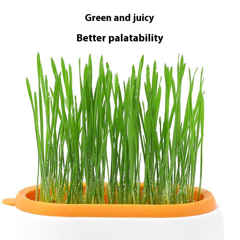 KFX-8062141 Hydroponic Cat Grass Planter with Wheat Seed Basin - Soil-Free, Available in White, Green, Red