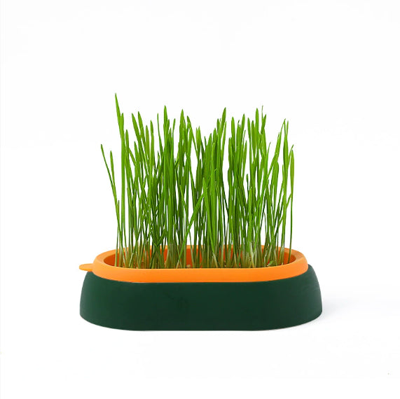 KFX-8062141 Hydroponic Cat Grass Planter with Wheat Seed Basin - Soil-Free, Available in White, Green, Red