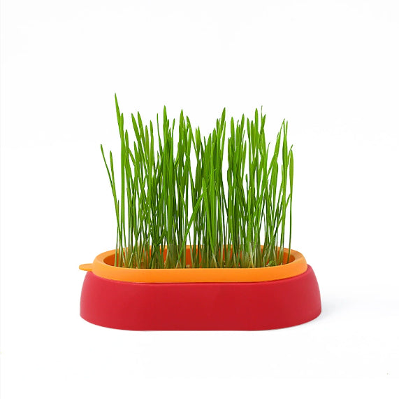 KFX-8062141 Hydroponic Cat Grass Planter with Wheat Seed Basin - Soil-Free, Available in White, Green, Red