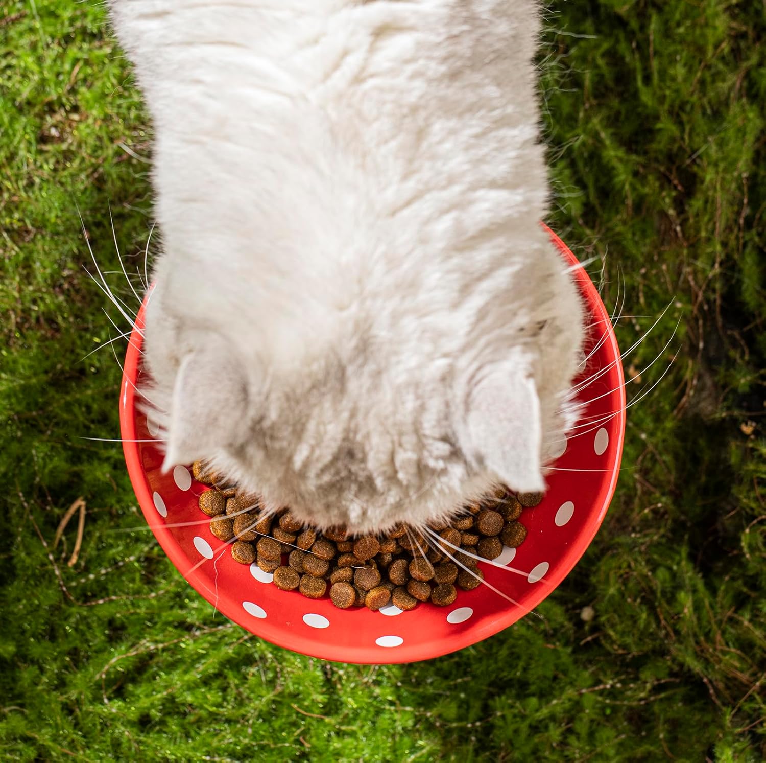 KFX-8090429 Mushroom-Shaped Cat Bowl in Cute Polka Dot Design with Safe Ceramic Material for Small Pets