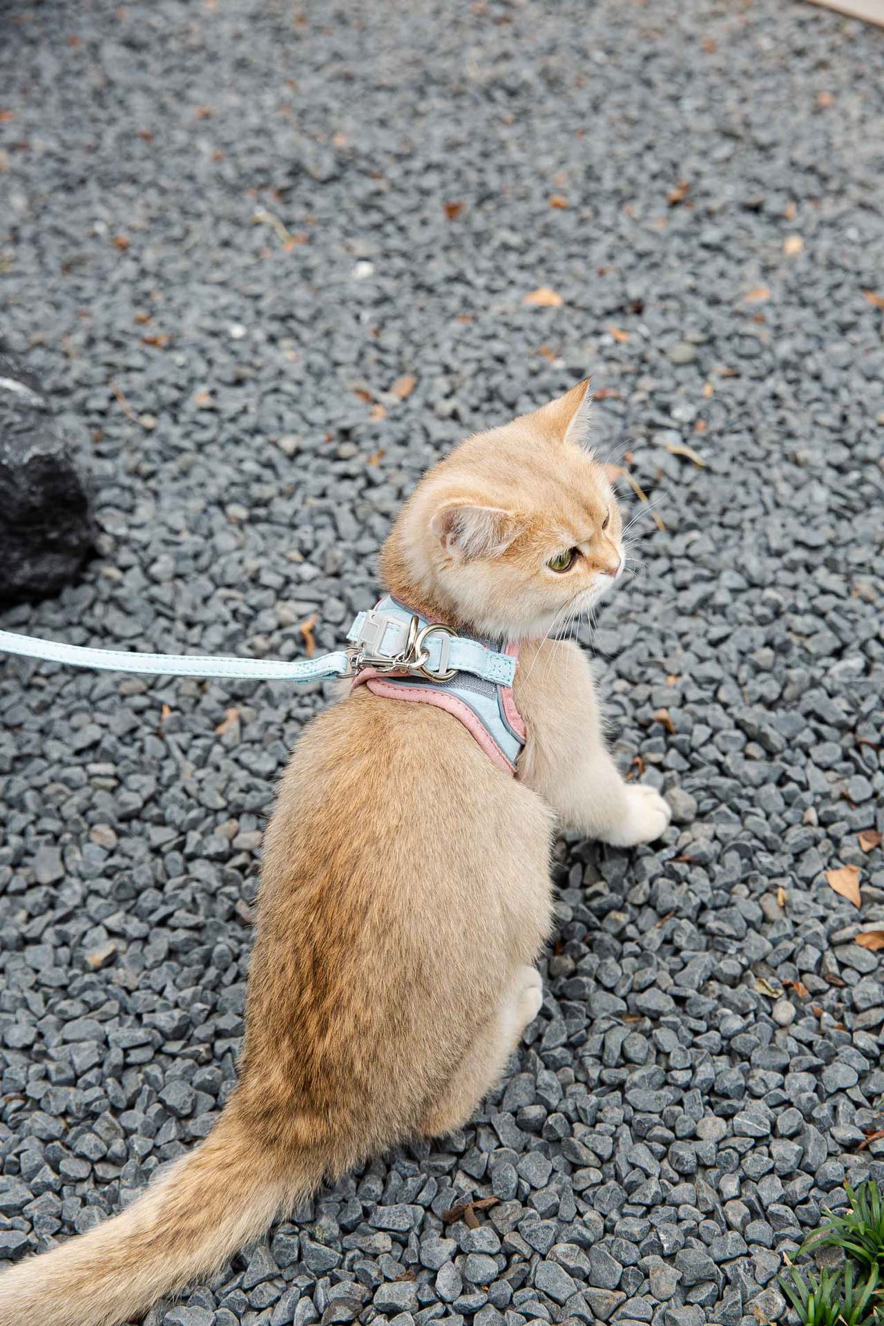 KFX-8111677 Reflective Chest Harness for Cats with Traction Rope - Anti-Stroke Deerskin Velvet, Size S-XXXL