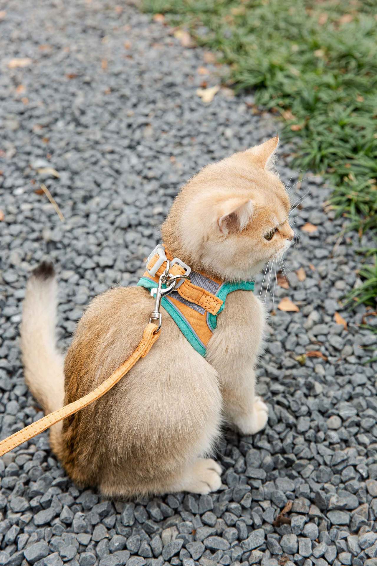 KFX-8111677 Reflective Chest Harness for Cats with Traction Rope - Anti-Stroke Deerskin Velvet, Size S-XXXL