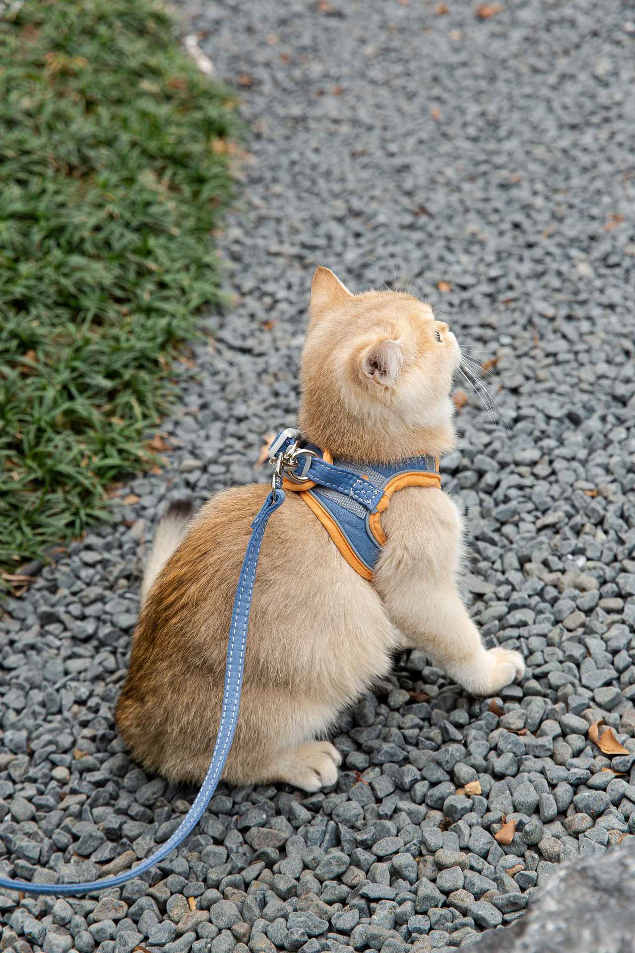 KFX-8111677 Reflective Chest Harness for Cats with Traction Rope - Anti-Stroke Deerskin Velvet, Size S-XXXL