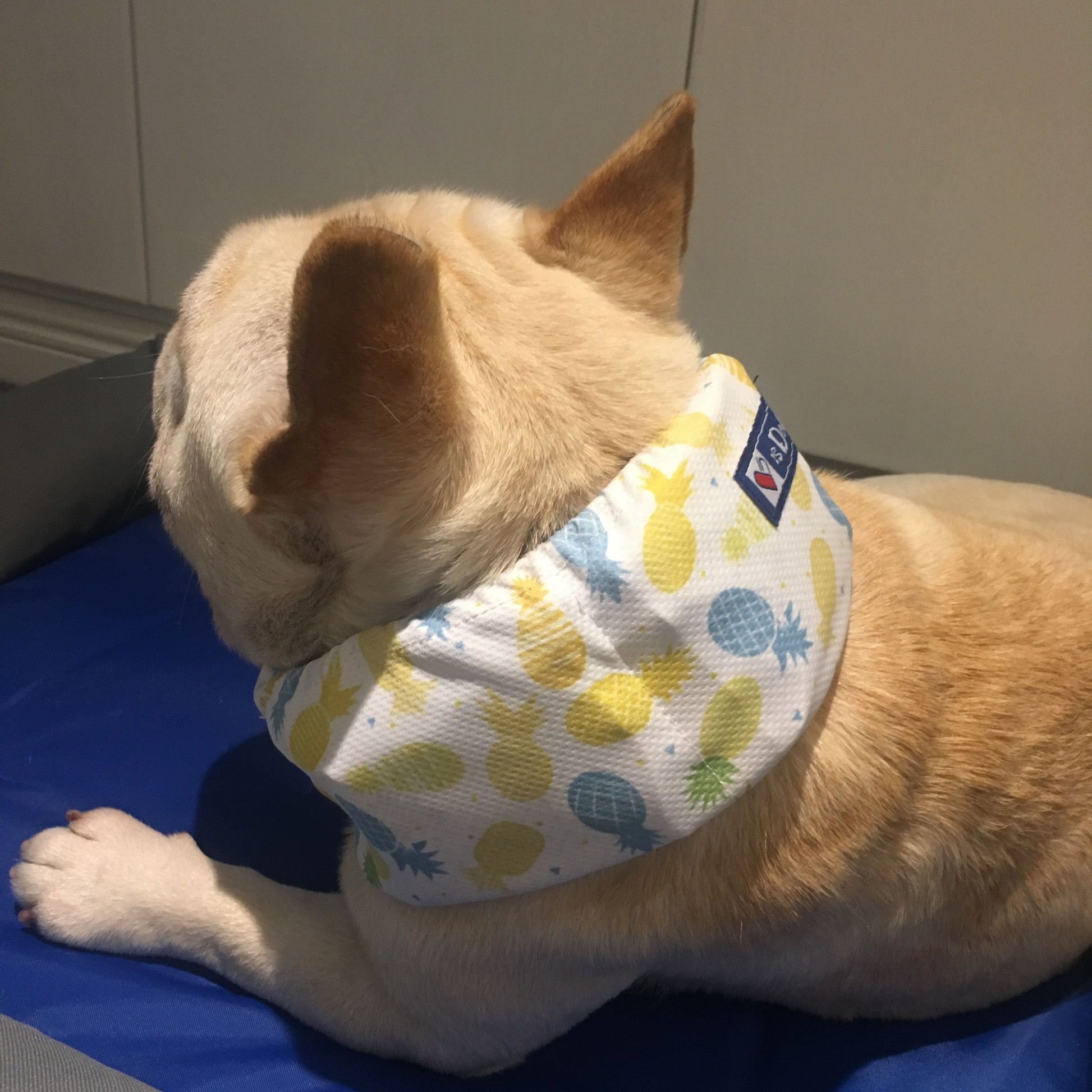 KFX-8116541 Cooling Scarf for Dogs - Heat Relief with Multiple Ice Pack Options in Various Colors