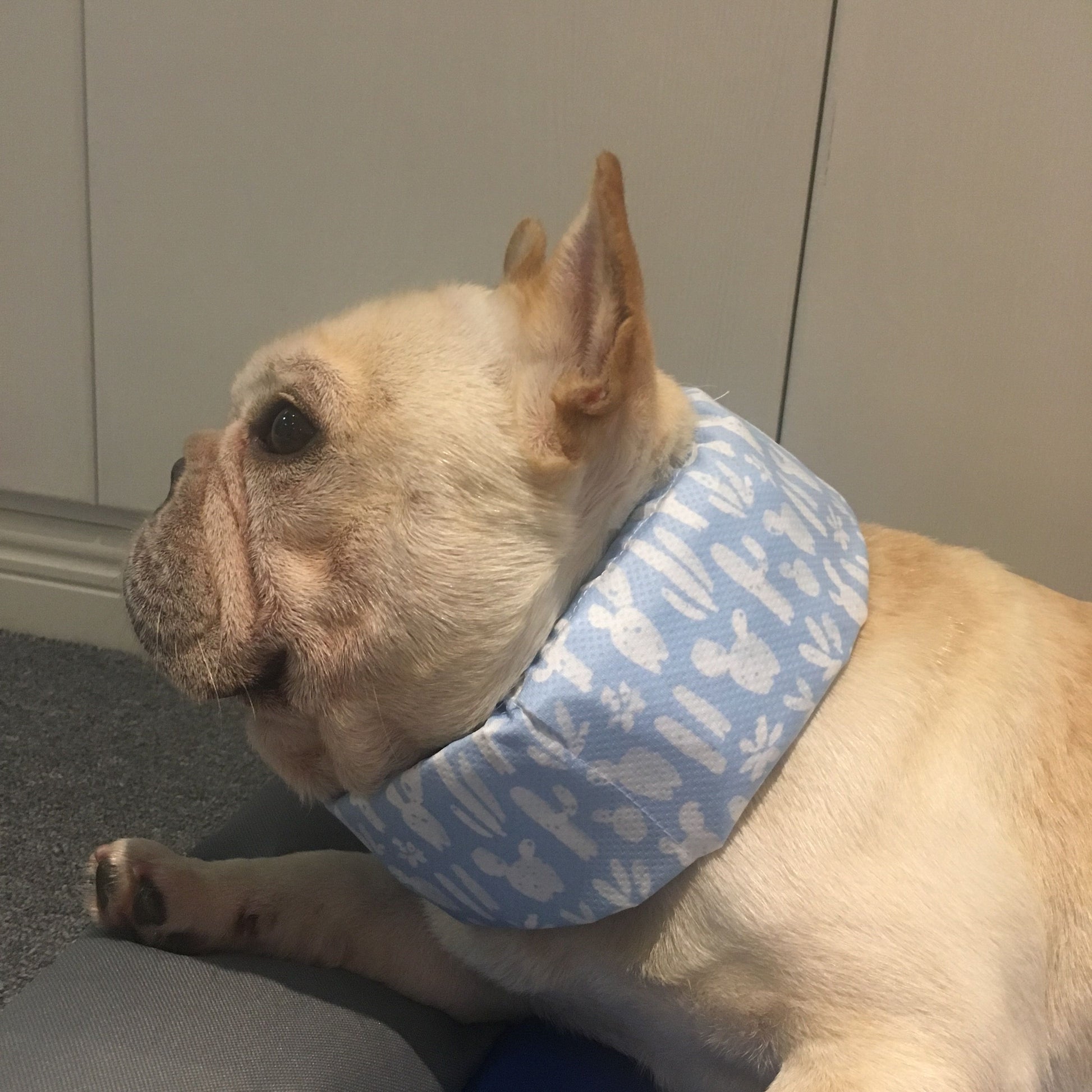 KFX-8116541 Cooling Scarf for Dogs - Heat Relief with Multiple Ice Pack Options in Various Colors