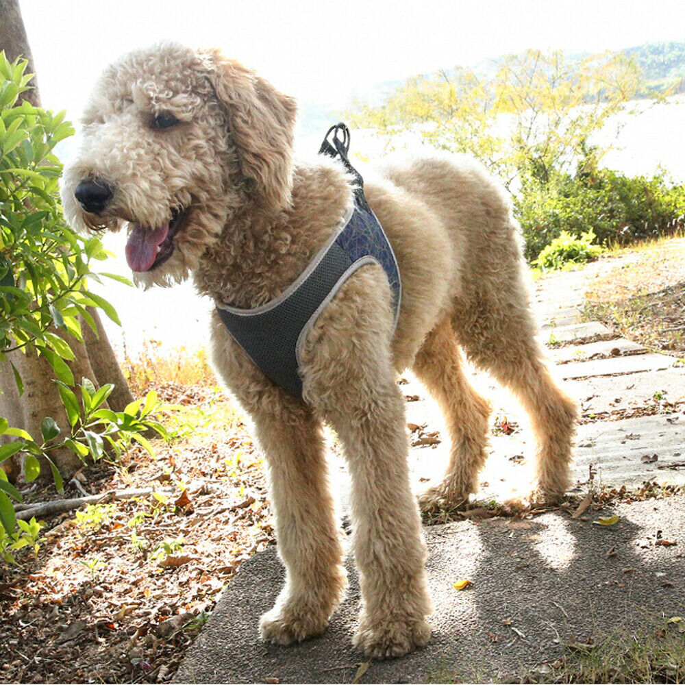 KFX-8169277 Adjustable Dog Leash Vest in Blue and Green, Sizes S to XL, Made of Polyester and Nylon
