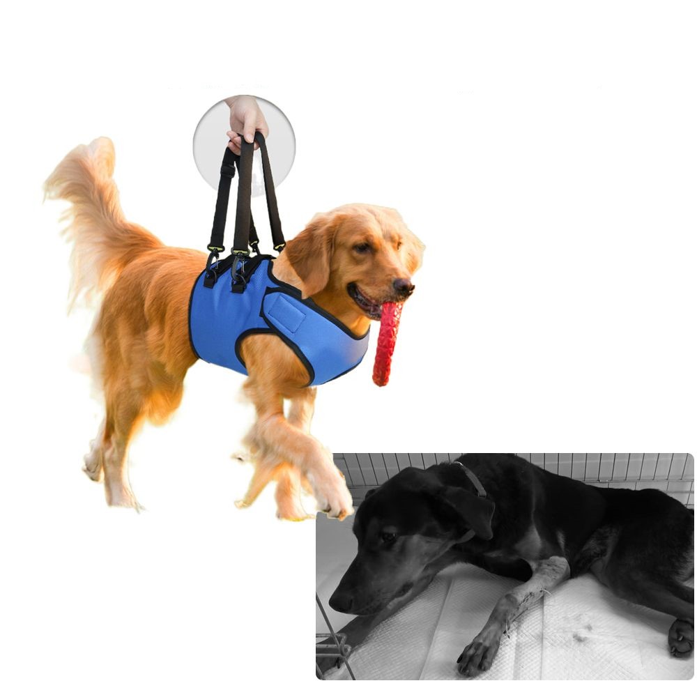 KFX-8213565 Rehabilitation Training Belt for Senior Dogs, Adjustable Oxford Fabric, Blue, Sizes S-L