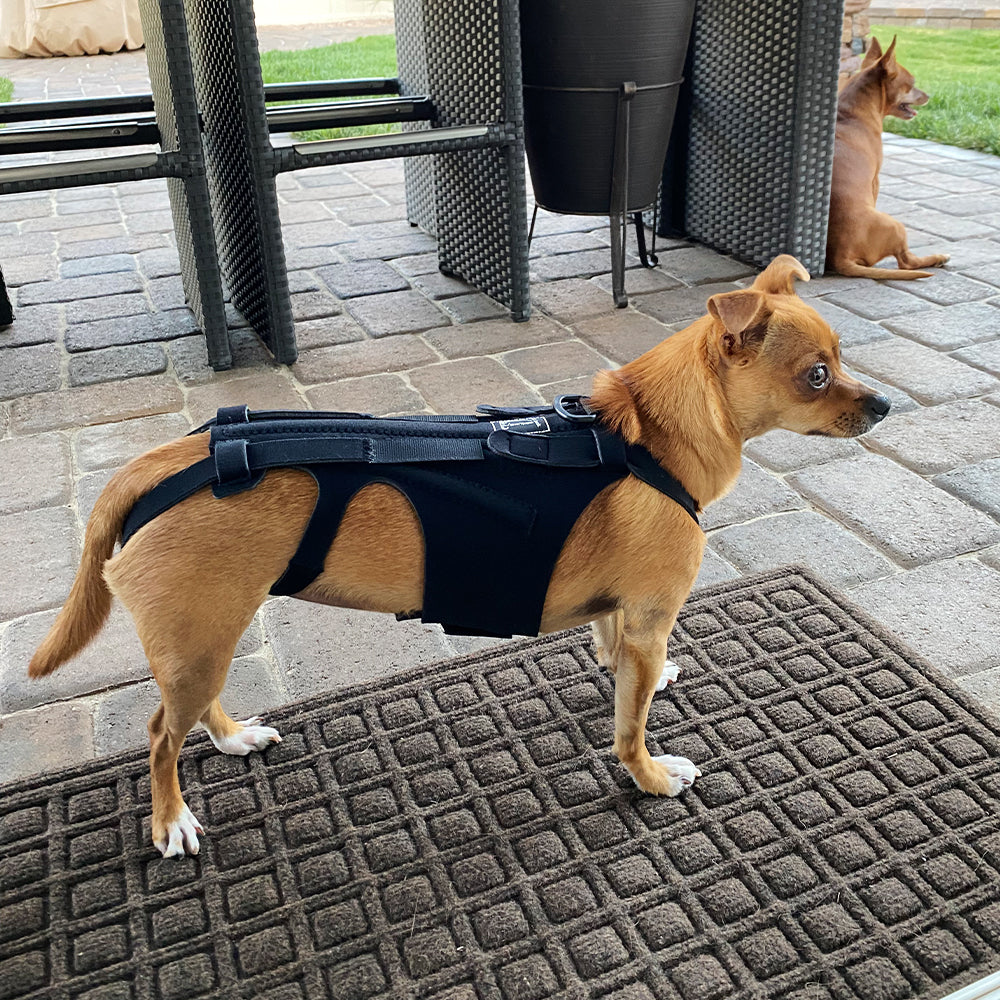 KFX-8213949 Dog Back Brace for IVDD, Arthritis, Back Pain, and Surgical Recovery - Adjustable Support for Stability and Comfort