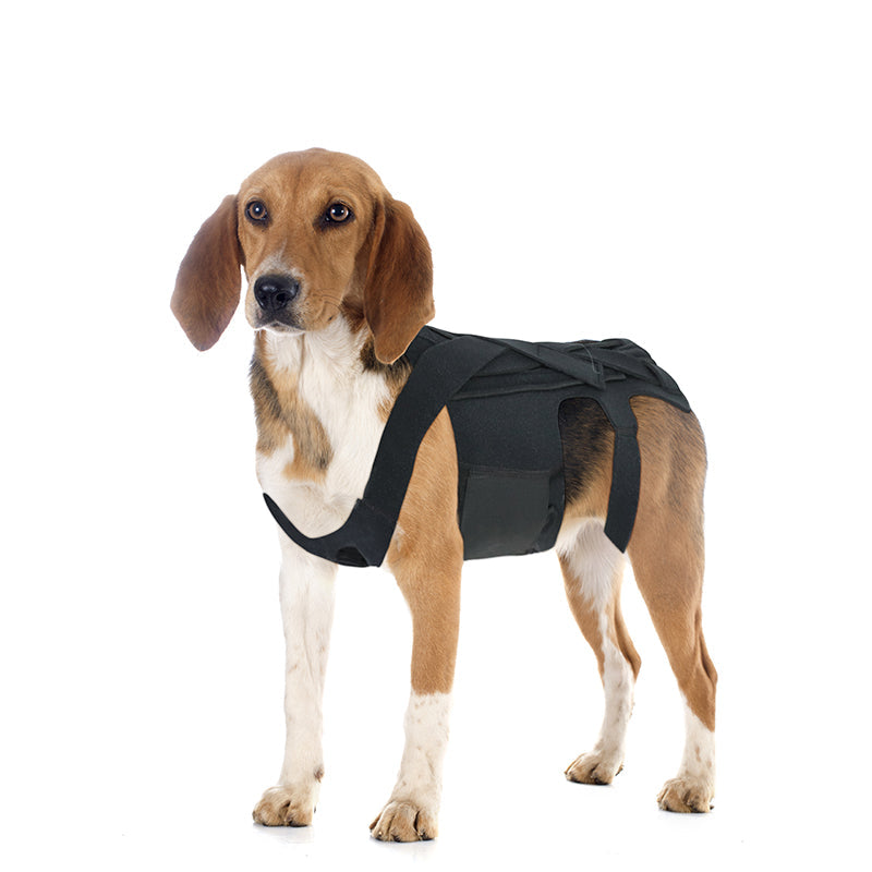 KFX-8213949 Dog Back Brace for IVDD, Arthritis, Back Pain, and Surgical Recovery - Adjustable Support for Stability and Comfort
