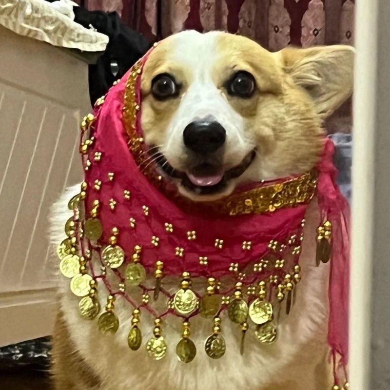 KFX-8258365 Corgi Belly Dance Sequined Waist Chain in Vibrant Colors