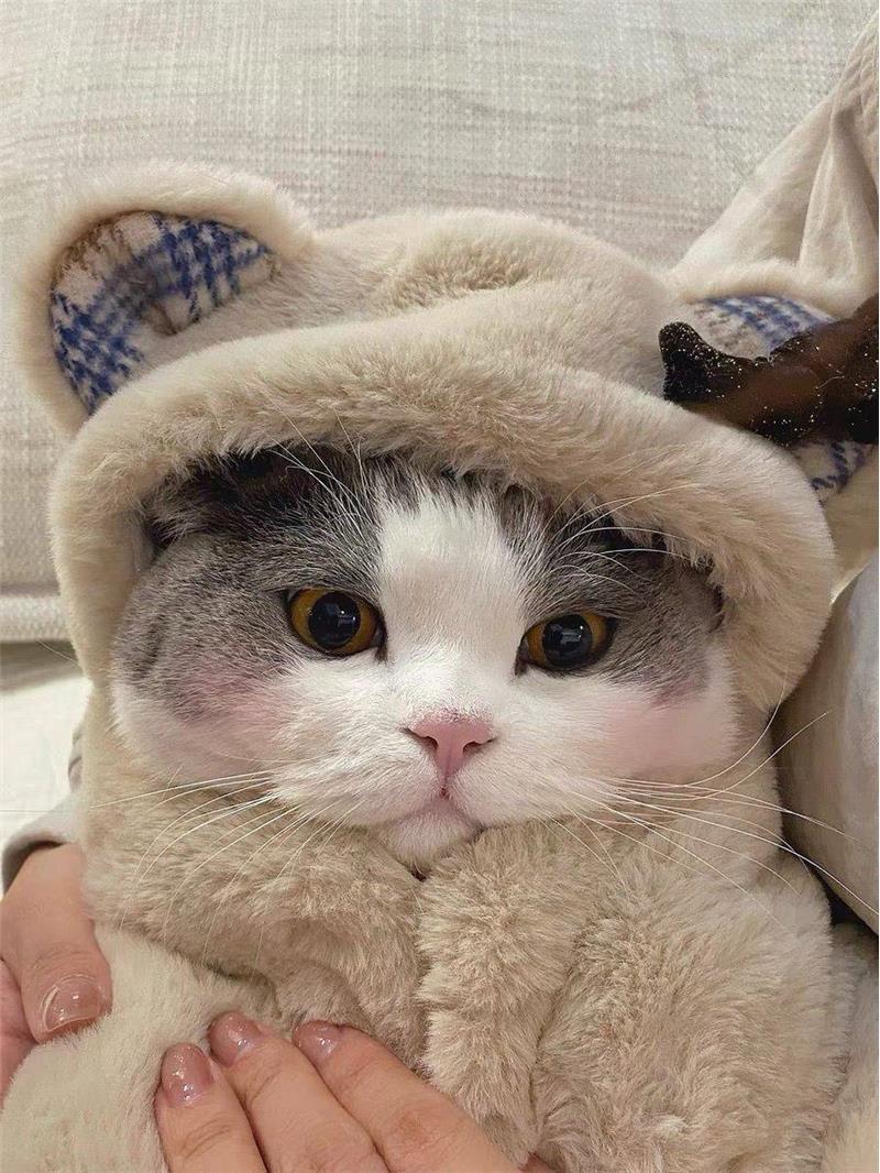 KFX-8340157 Cozy Bear Plush Cloak for Dogs and Cats - Warm Autumn/Winter Blanket
