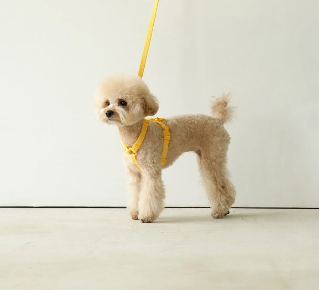 KFX-8345149 Pet Leash in Soft Pastel Colors - 2M Rope for Dogs and Cats