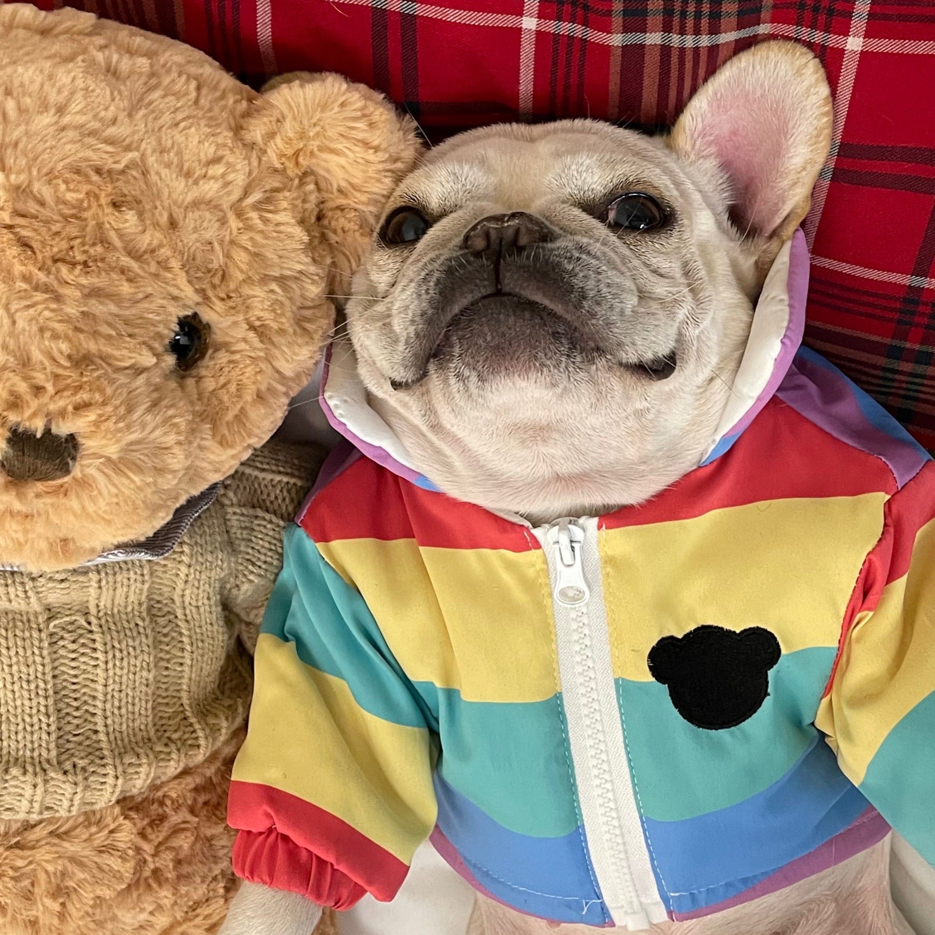 KFX-8361277 Rainbow Polyester Pet Clothes for Pugs, Schnauzers, and Teddy Dogs - Available in Multiple Sizes